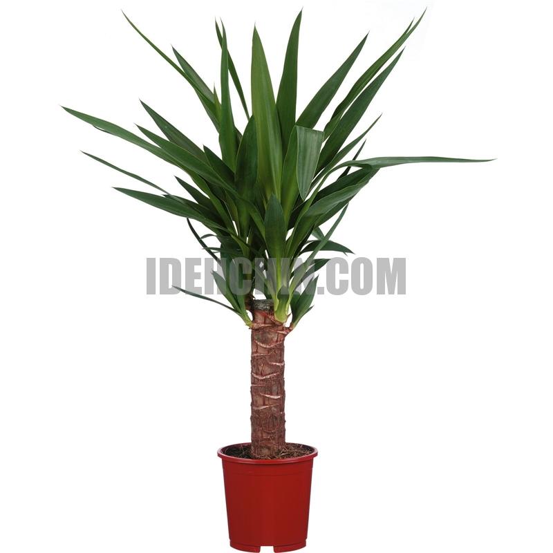 یوکای آمریکایی