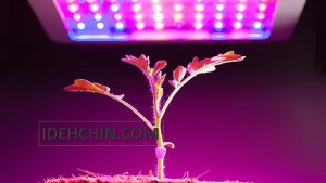 چراغ رشد گیاه فلور سنس