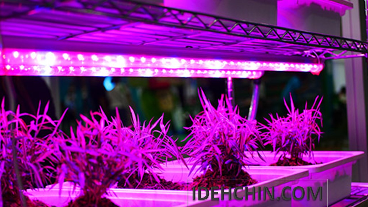 چراغ رسد گیاه ال ای دی