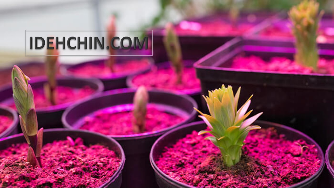 لامپ رشد گباه باغبانی