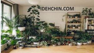 گیاهان خانگی زیبا با گلدان های زیبا