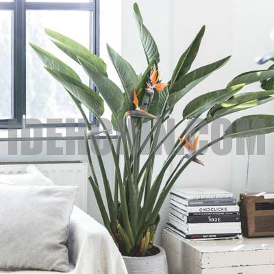 گیاه خانگی پرنده بهشتی