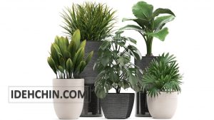 گلدان های سرامیکی منایب گل های آپارتمانی