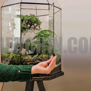 تراریوم شیشه ای باز