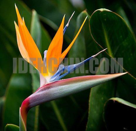 پرنده بهشتی