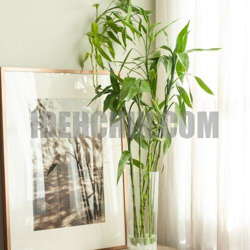 بامبو در دکوراسیون سبز