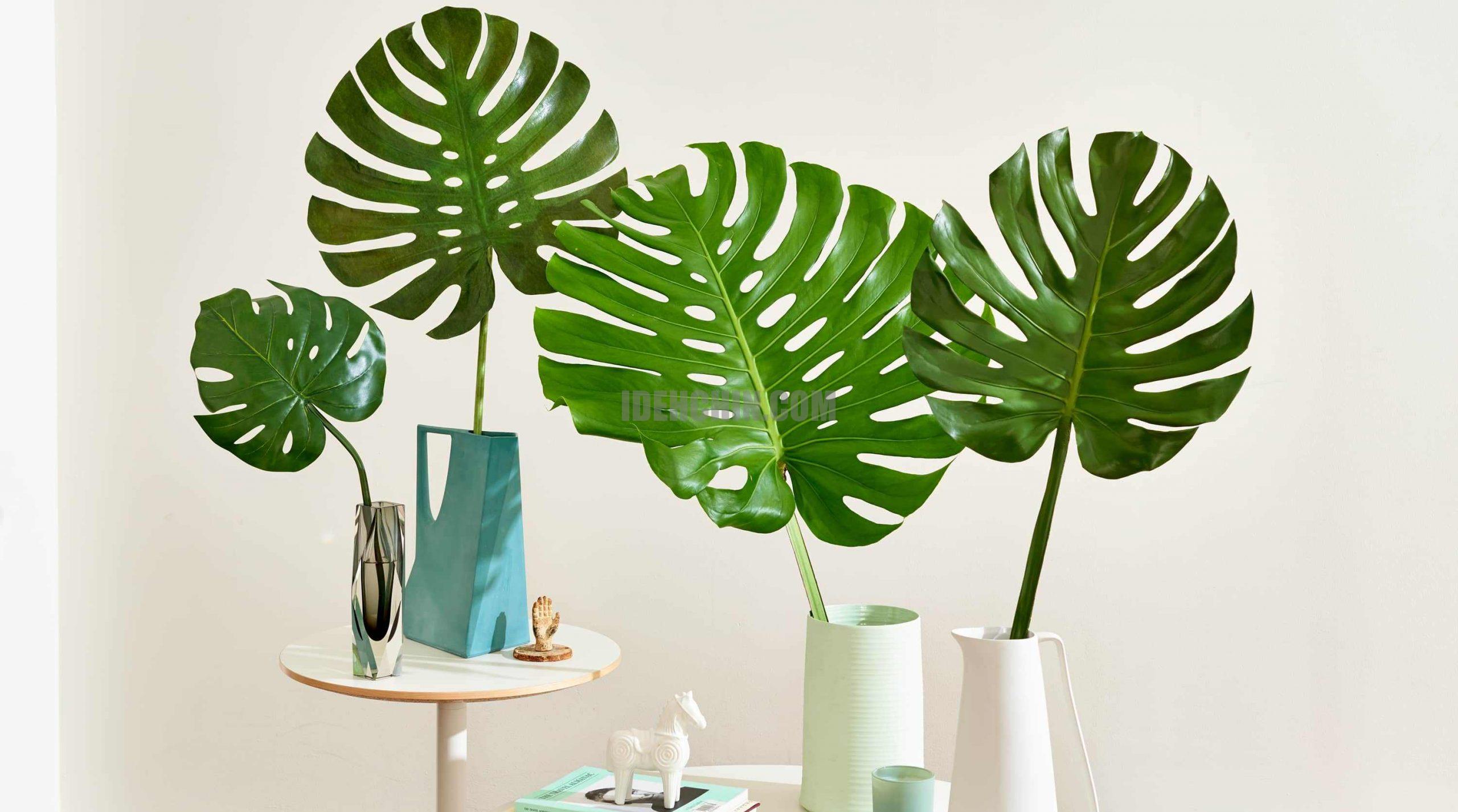 گیاه برگ انچیری