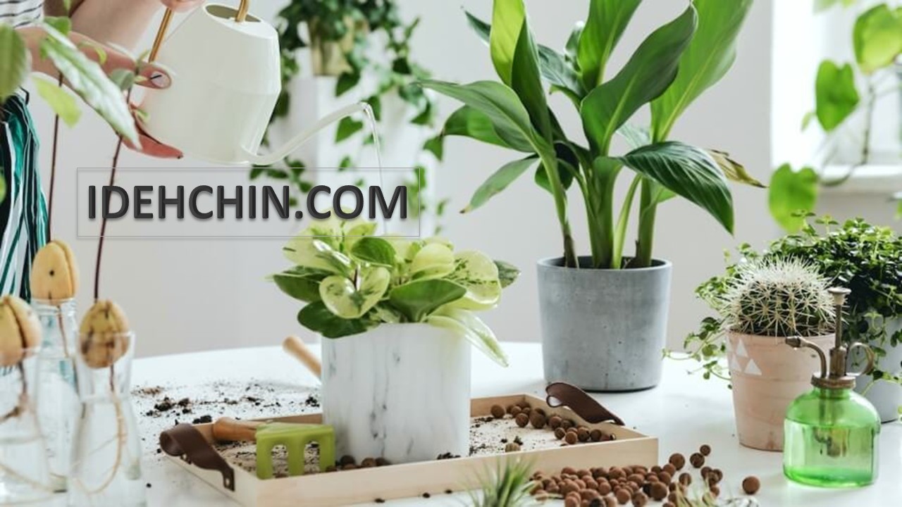گیاهان خانگی