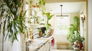 جیدمان گیاهان