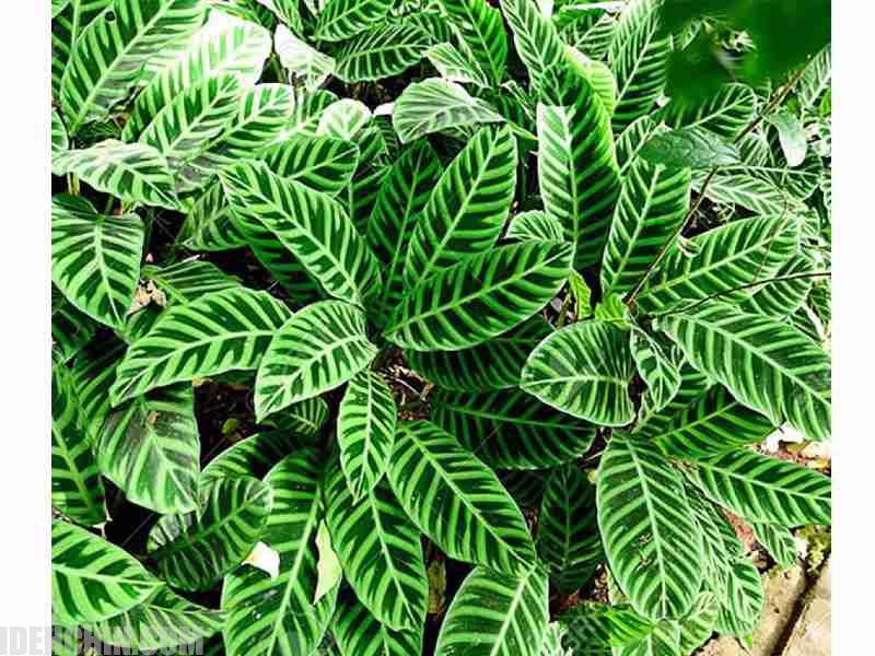 دیفن باخیا1