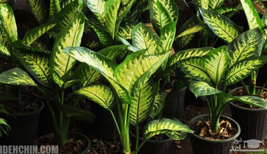 دیفن باخیا1