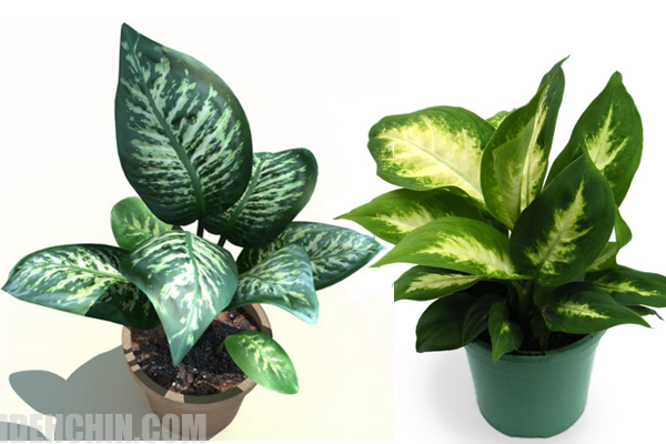 دیفن باخیا12