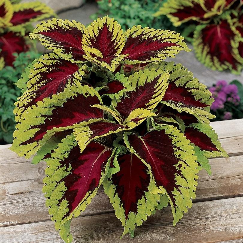 حسن یوسف شرقی