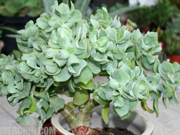 کراسولا خرفه ای