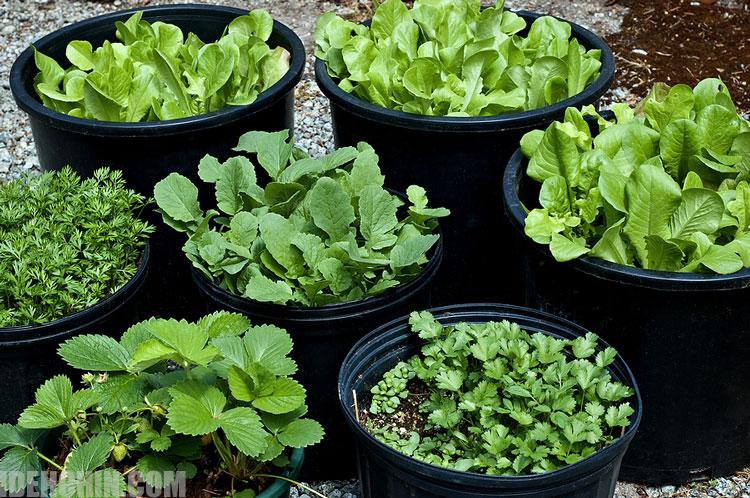 کاشت سبزی خوردن