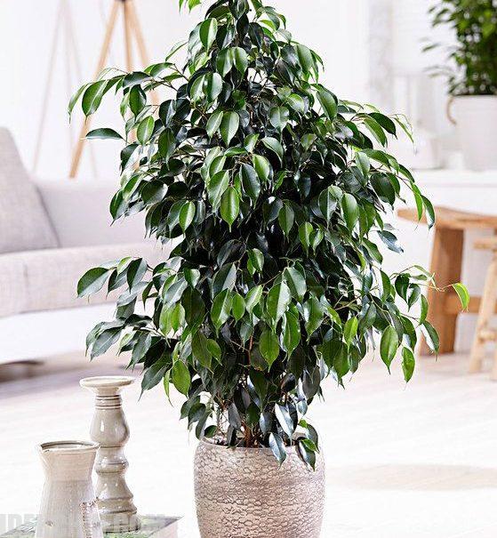 گیاه بنجامین