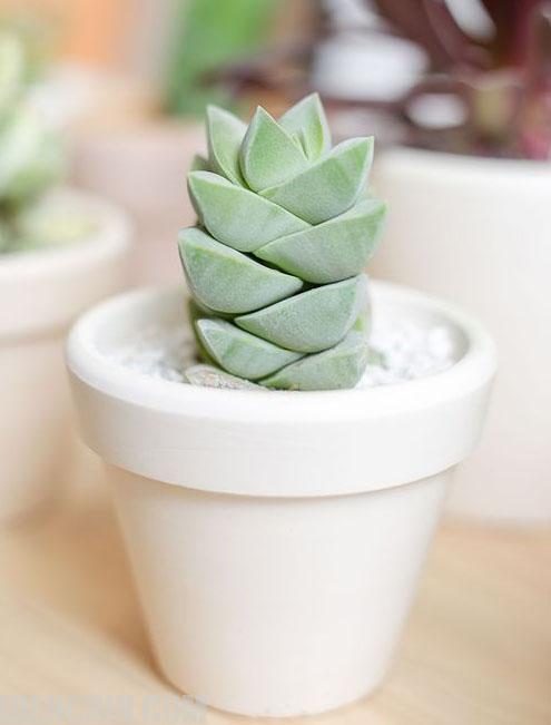 کراسولا زیبا