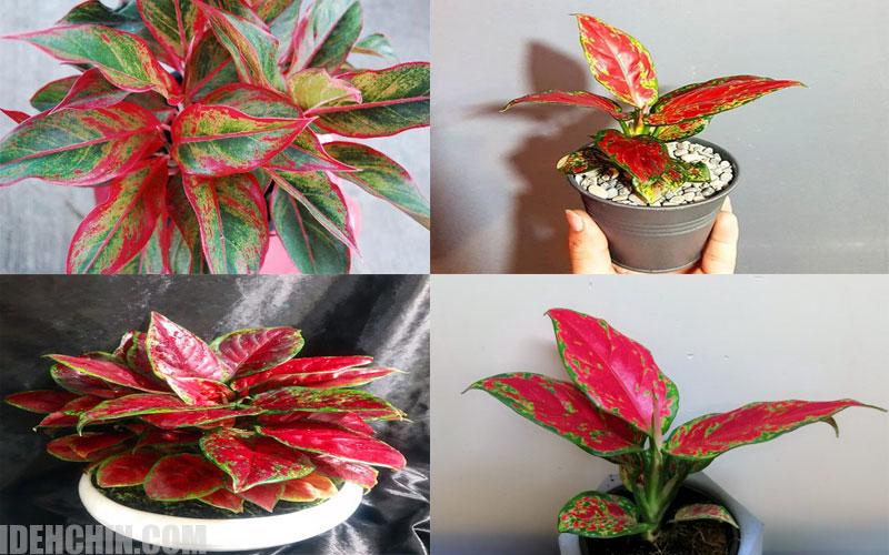 آگلونما سرخ