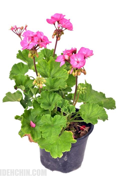 شمعدونی صورتی