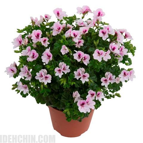 انتقال حرارت شمعدانی