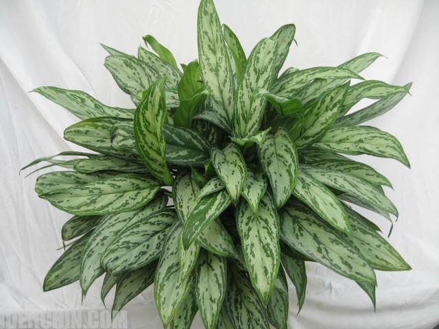 آگلونمای سبز