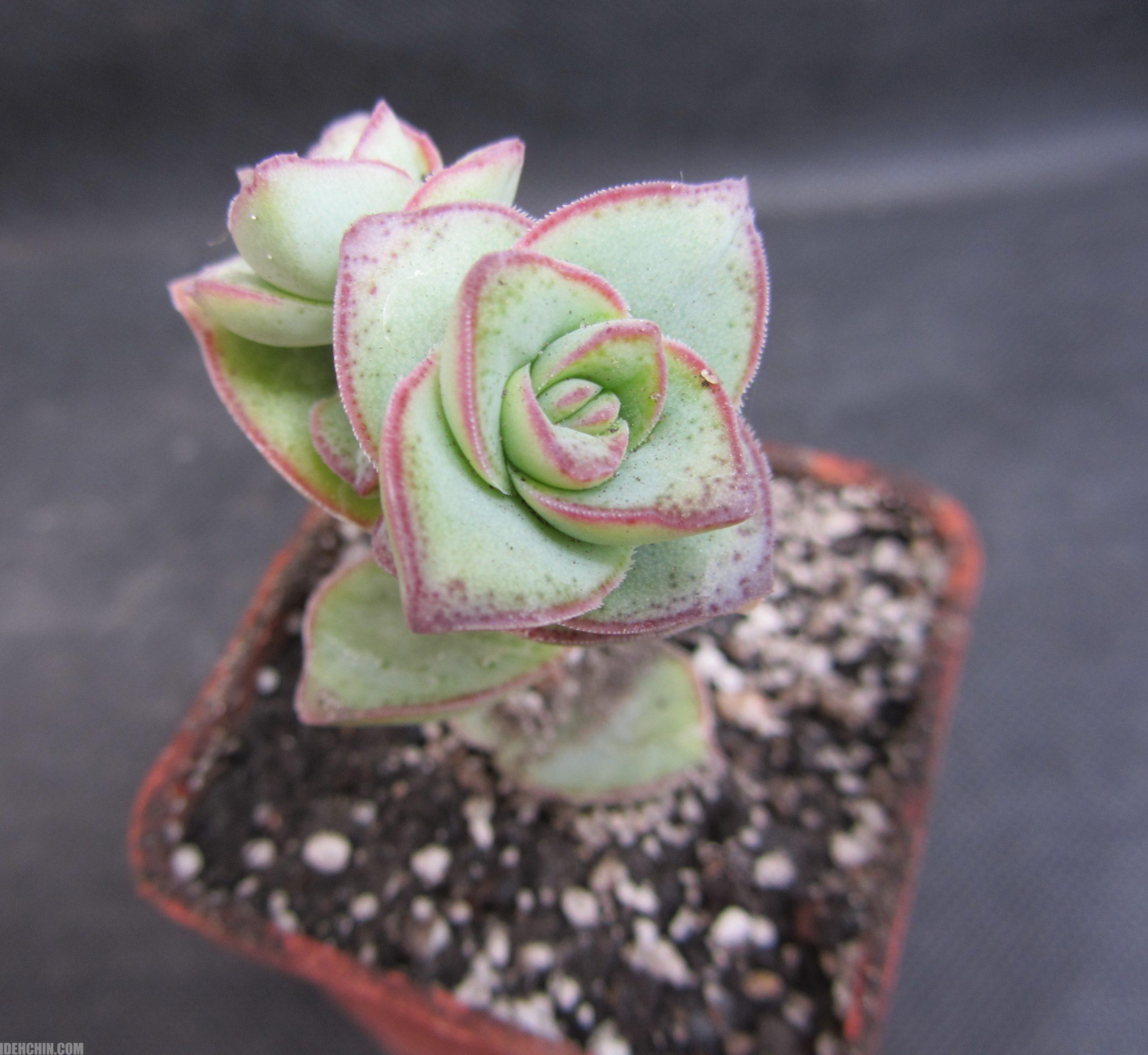 کراسولا عروسکی