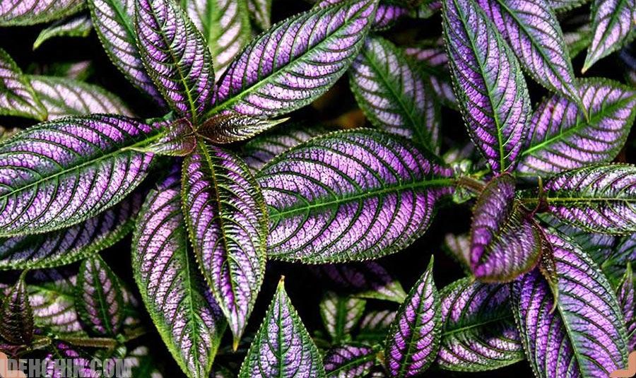 اگلونما بنفش