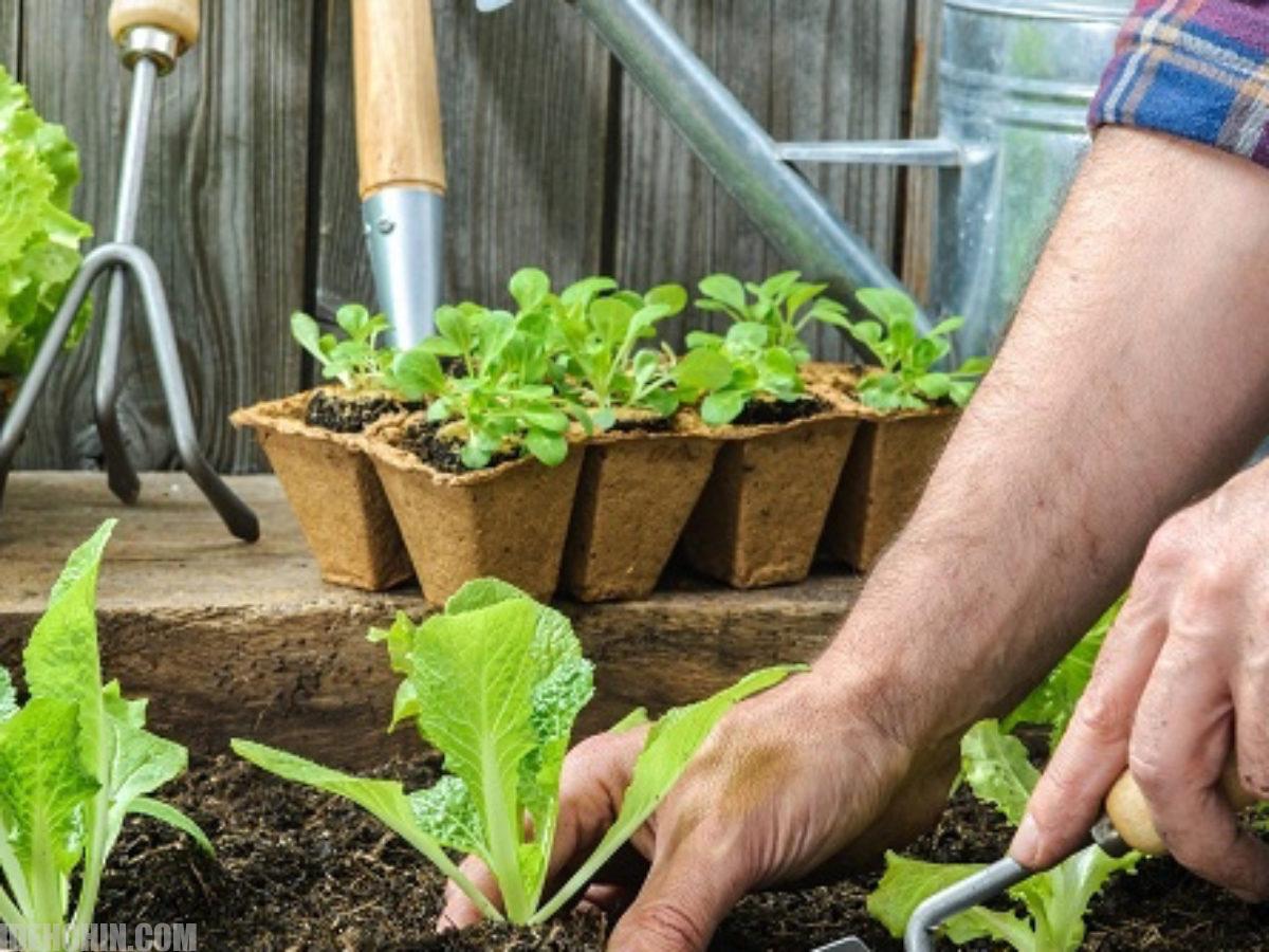 سبزی خوردن خانگی