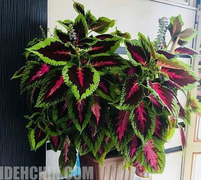 حسن یوسف هلندی