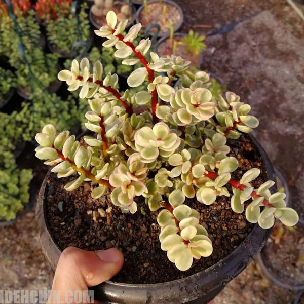 کراسولا زیبا