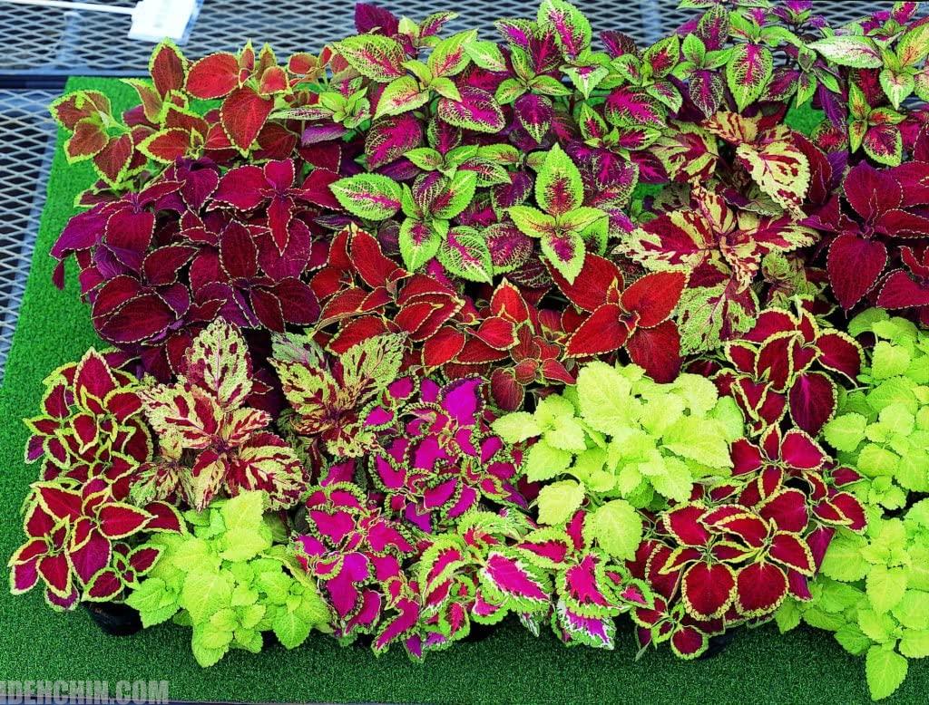 انواع حسن یوسف