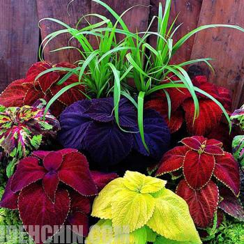 حسن یوسف رنگب