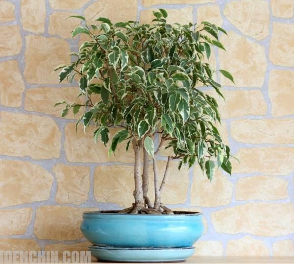 بنجامین خانگی