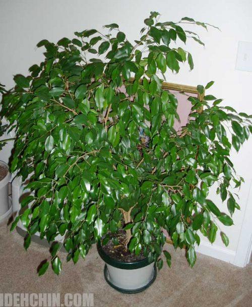 گلدان بنجامین