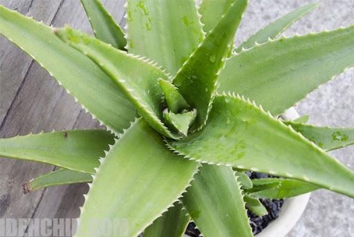 گیاه آلوئه ورا