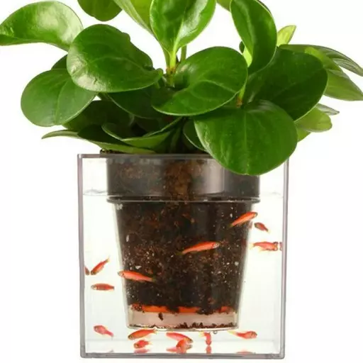 گلدان آکواریومی