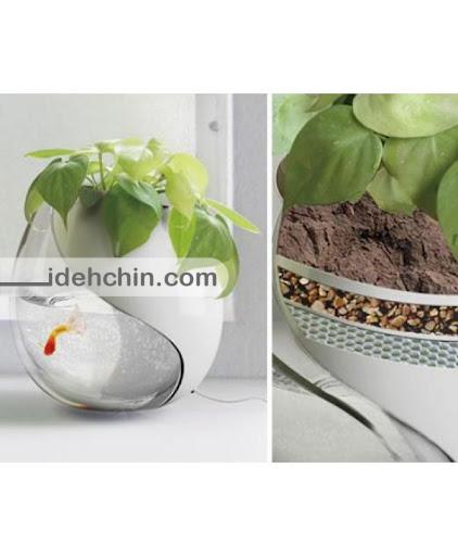 گلدان آمواریومی