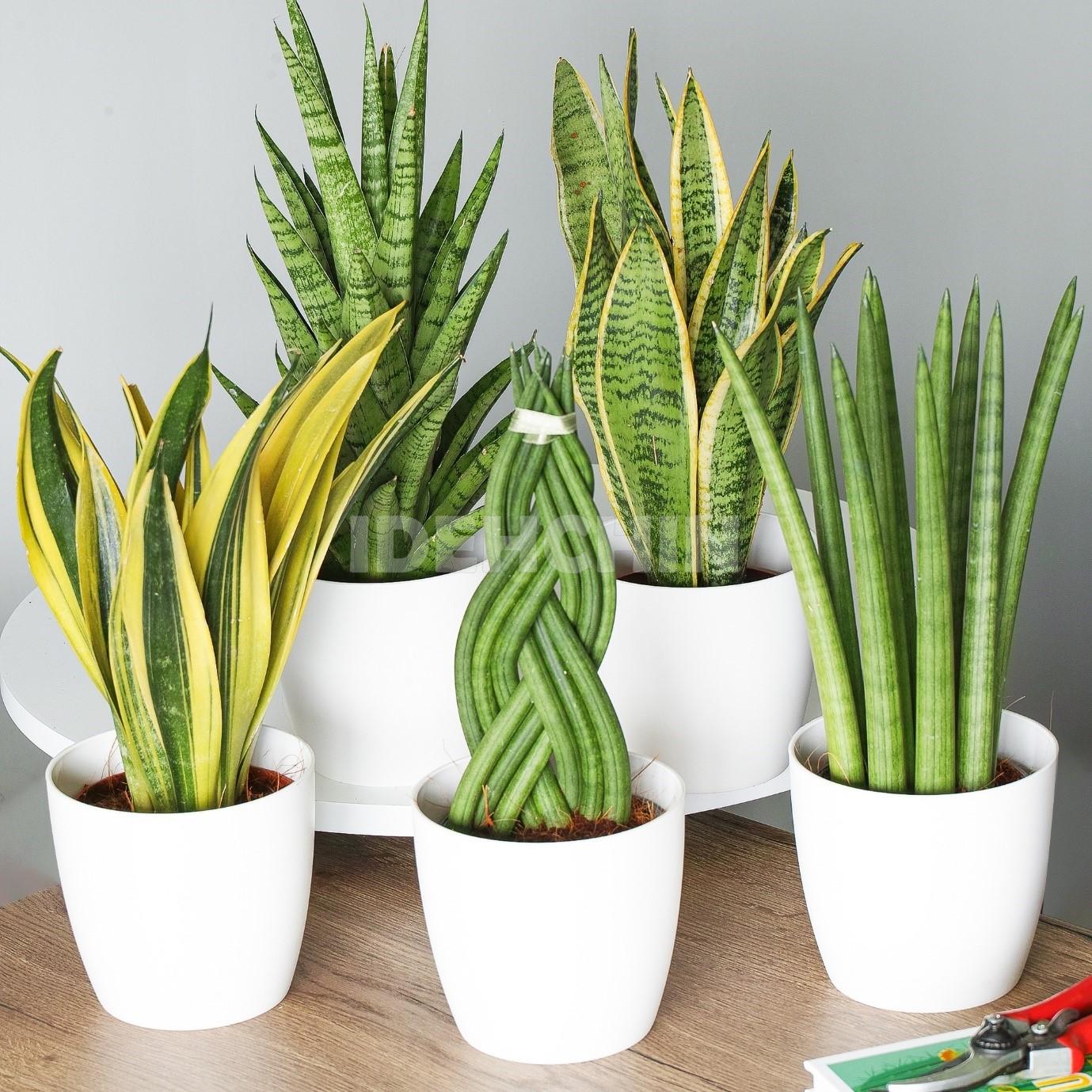 تمیز کردن برگ گیاهان اپارتمانی