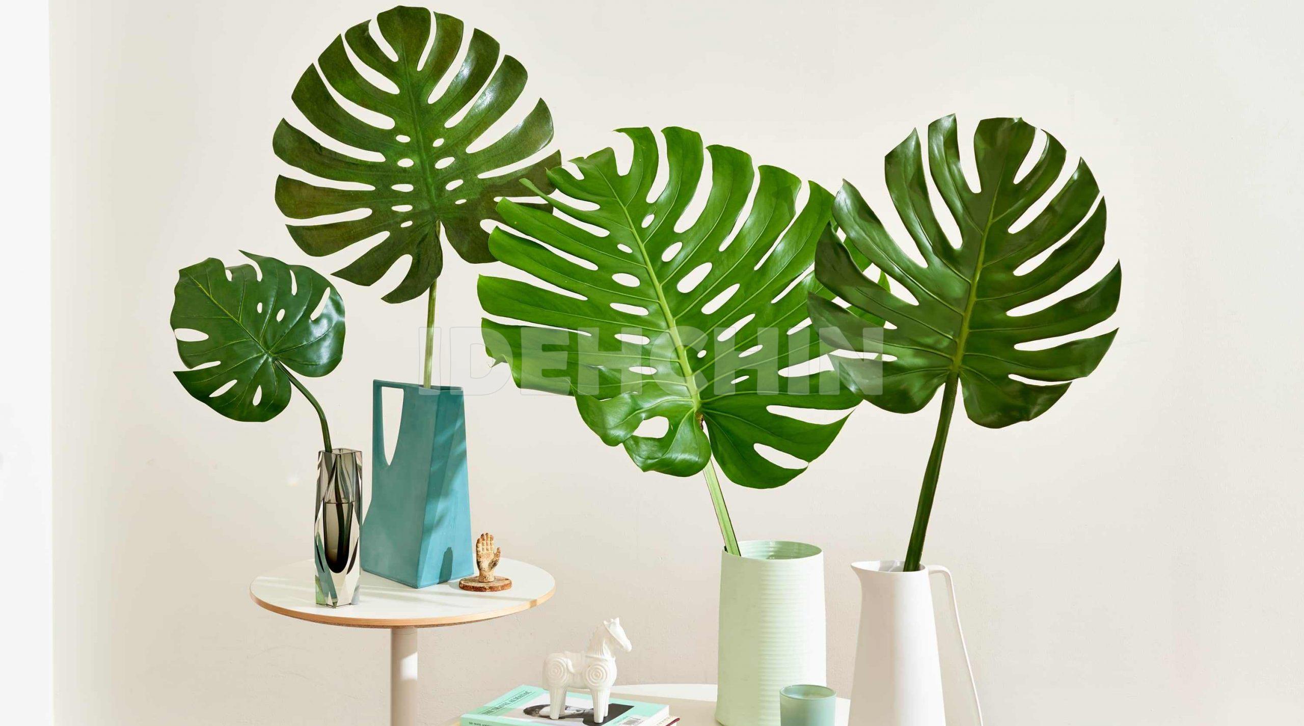 تمیز کردن برگ گیاهان اپارتمانی